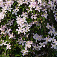 Foto gevelplant