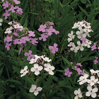 Foto gevelplant