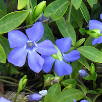 Foto gevelplant