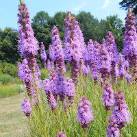 Foto gevelplant