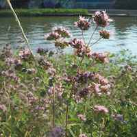 Foto gevelplant