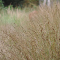 Foto gevelplant