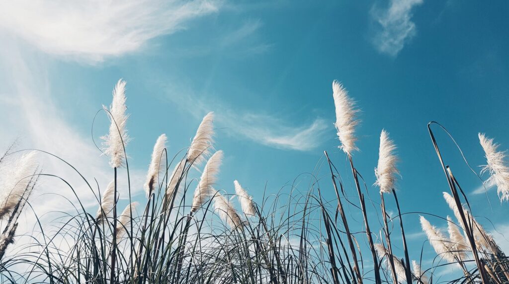 Afbeelding Seizoenscommon Lucht