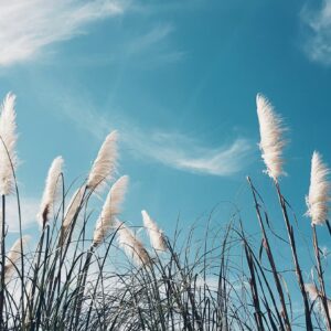Afbeelding Seizoenscommon Lucht
