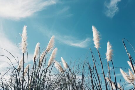 Afbeelding Seizoenscommon Lucht