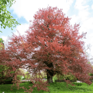 Stadswandeling: Als bomen kunnen vertellen