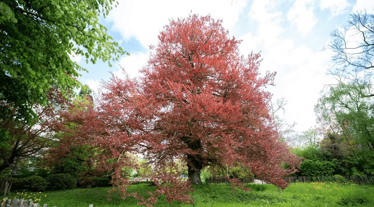 Stadswandeling: Als bomen kunnen vertellen